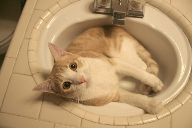 Clogged Drain Cat